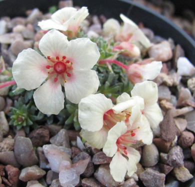 Saxifraga 'Galaxie'